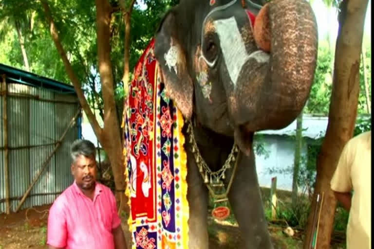 Tamil Nadu elephant plays mouth organ at rejuvenation camp