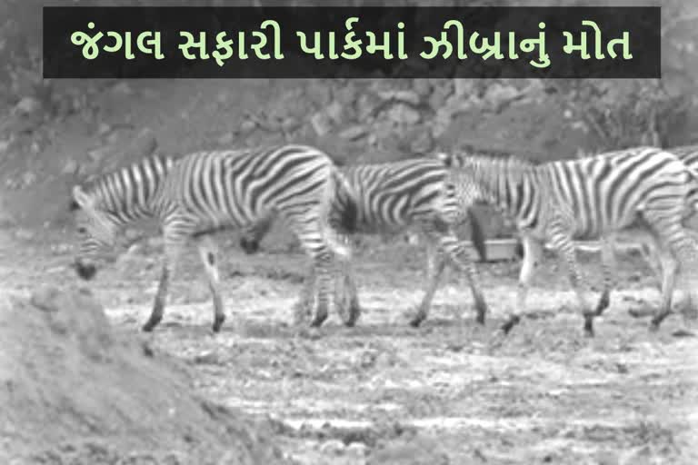 Etv Bharat, Gujarati News, Statue Of Unity, Jungle Safari Park