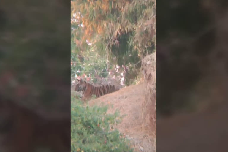 Villagers in panic due to tiger