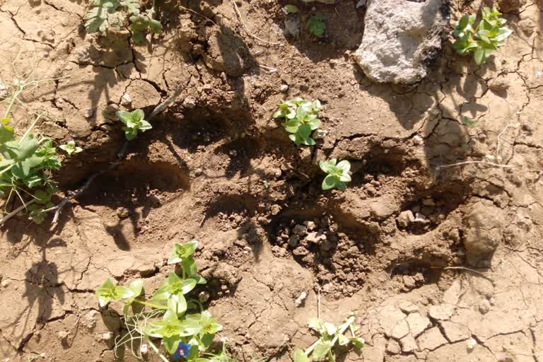 footprints of leopard