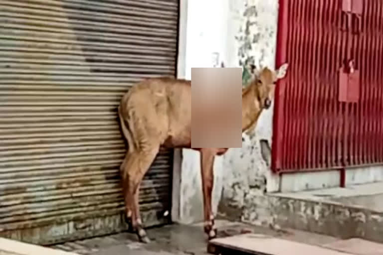 Nilgai entered shops near Ghaziabad highway