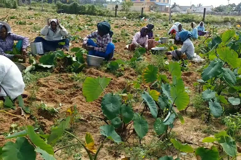 taro beet  Damaged at kavali in nellore district