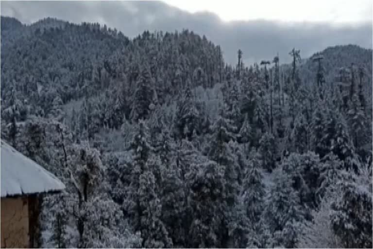 gardeners happy with fresh snowfall in mandi