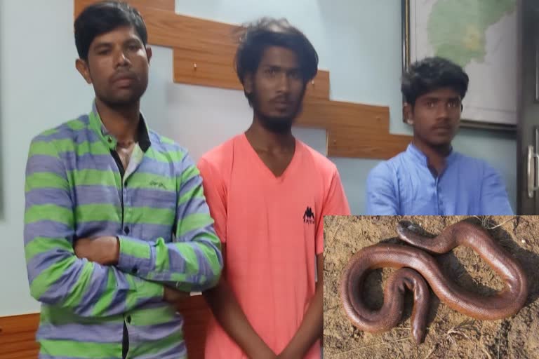 two-head-snake-sellers-arrested-in-gowri-bidanuru