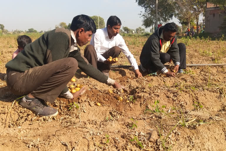 Disease of potato crop to farmers due to sucara disease in disa banaskantha