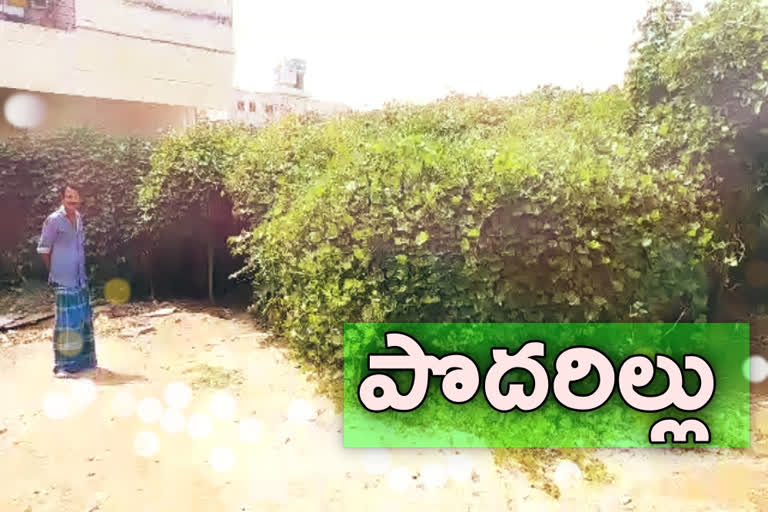 home coverd with tree in kadapa