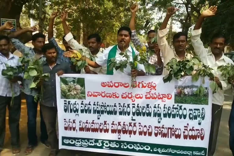 protest  of Eluru farmers with crop plants infected with pests