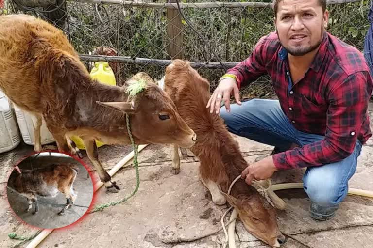 youth built a cowshed in Shahdol