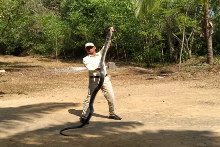 Kalinga snake Captured by Harindra at Chickmagaluru!