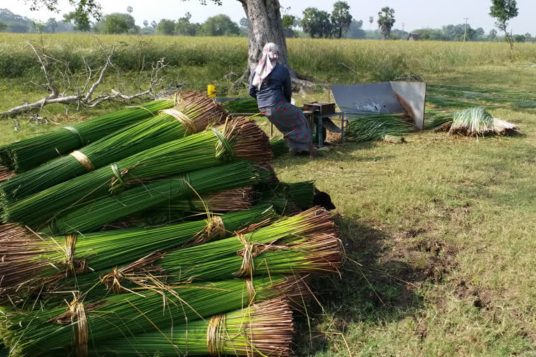 thiruvarur-low-budget-mat-farming-in-dwindle-stage