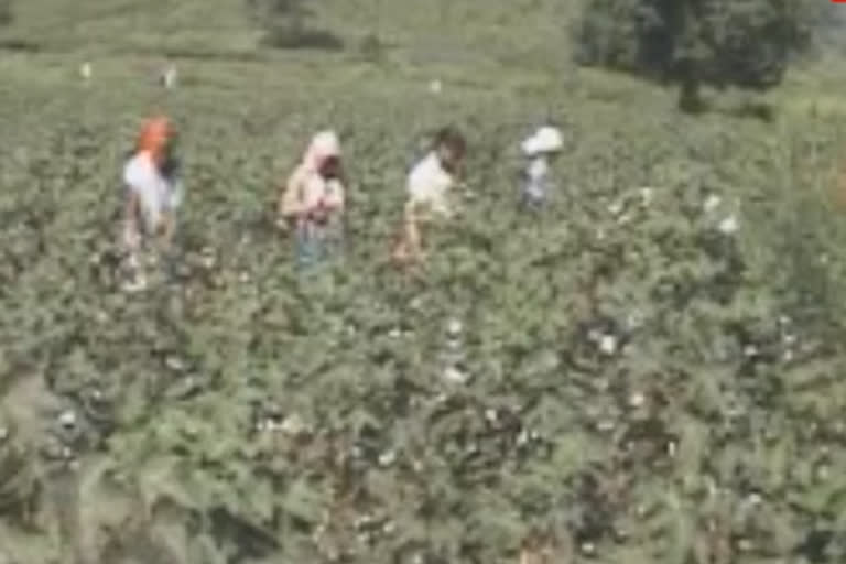 cotton mondi problem in rayagada