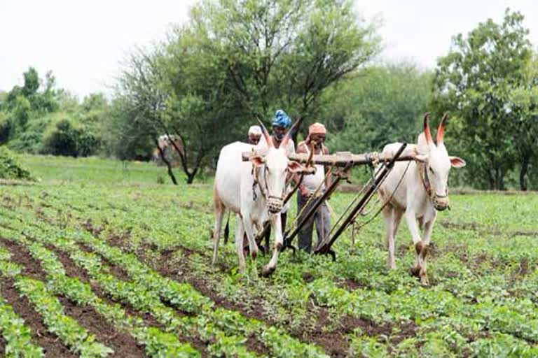 Farmer