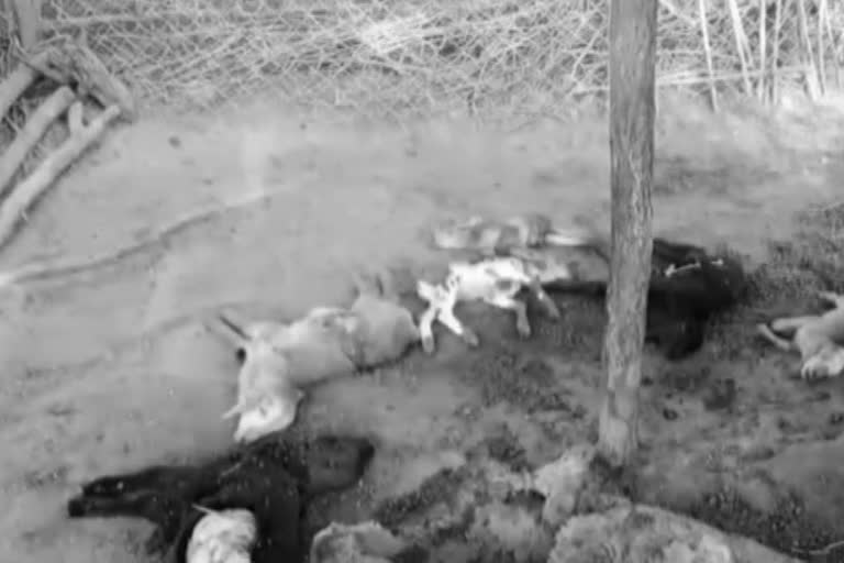 dogs attack on herd of sheep in yadadri bhuvanagiri district