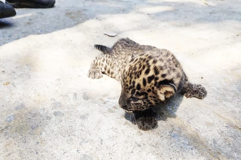 ಚಿರತೆ,   leopard  cub