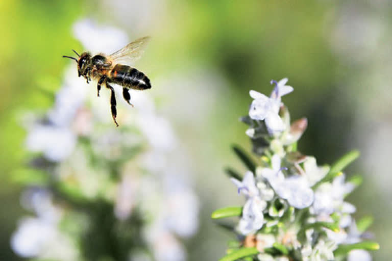 Maha: Indoor beekeeping is the new hobby in Raigad