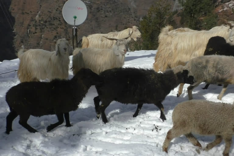 Sheep keepers face problem due to snowfall in shimla