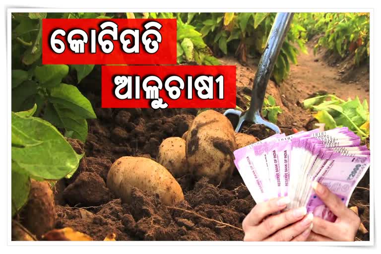 patato farmer anual income 25 crore