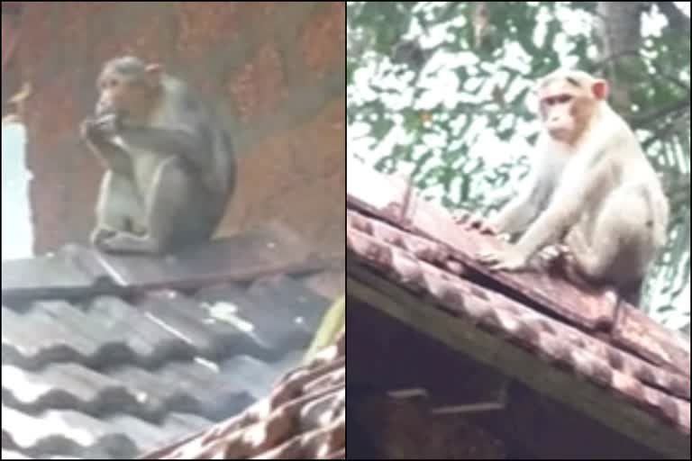 വാഴക്കാട് മാണിയോട്ട് മൂല  കുരങ്ങ് ശല്യം രൂക്ഷം  കാടിയത്ത് കുന്ന് മല  vazhakkad maniyott moola  monkey Disturbing