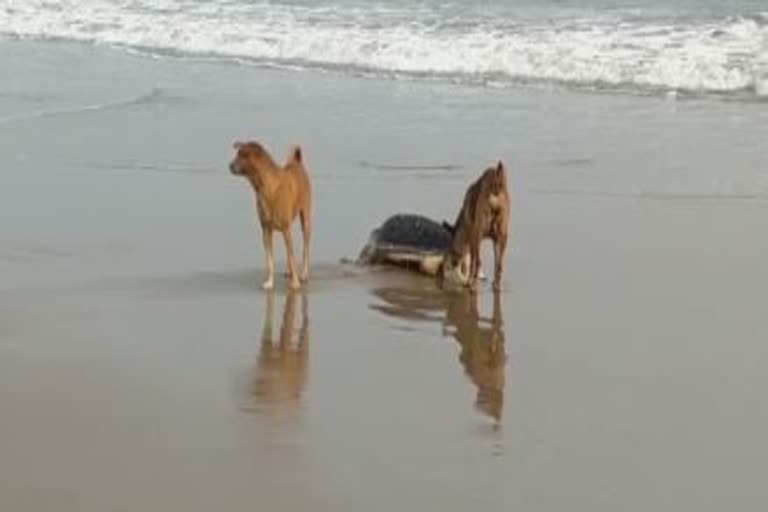 unsafe-olive-ridley-turtle