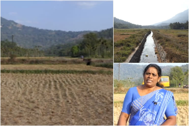 idukki muttukaad agriculture water issue  ജലസേചന സൗകര്യമില്ല; ആവശ്യത്തിന് പതിറ്റാണ്ടുകളുടെ പഴക്കം  ഇടുക്കി  മുട്ടുകാട് പാടശേഖരം  idukki muttukaad  ചെക്ക് ഡാം