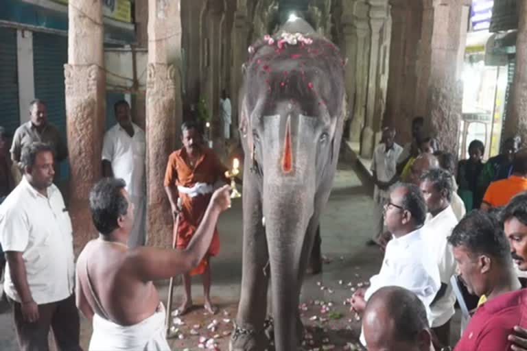 Elephant Rejuvenation Camp