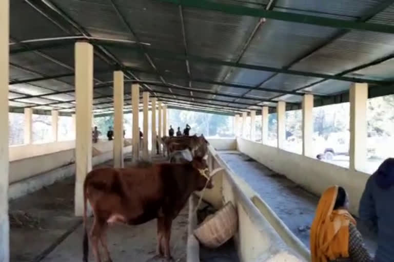 cow shed inaugration in adhvani