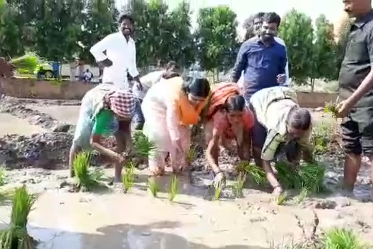 planted the paddy mla