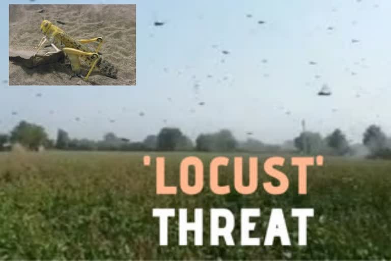 crop-eating-locusts