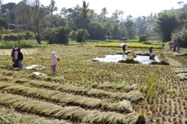 icar santhanpara  santhanpara field day  ശാന്തൻപാറ കൃഷി വിജ്ഞാൻ കേന്ദ്രം  ഫീൽഡ് ഡേ  മണ്ണ് പരിശോധന  മഞ്ജു ജിൻസി വർഗീസ്