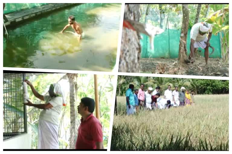 _koithulsavam_by retured school teacher  സമിശ്ര കൃഷിസമ്മിശ്ര കൃഷിയുടെ പാഠം പകർന്ന് വിരമിച്ച അധ്യാപകൻ  കൃഷി  കൃഷിയിൽ വിജയം കൊയ്ത് അധ്യാപകൻ  farming  organic farming