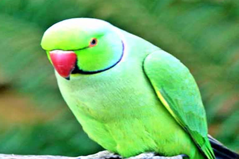 parrot