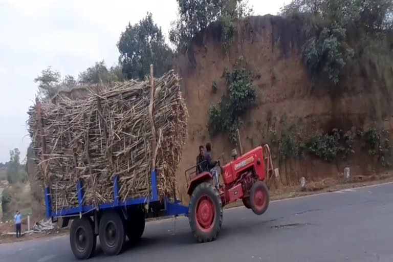 Sugarcane transporting in Narsinghpur putting life at risk