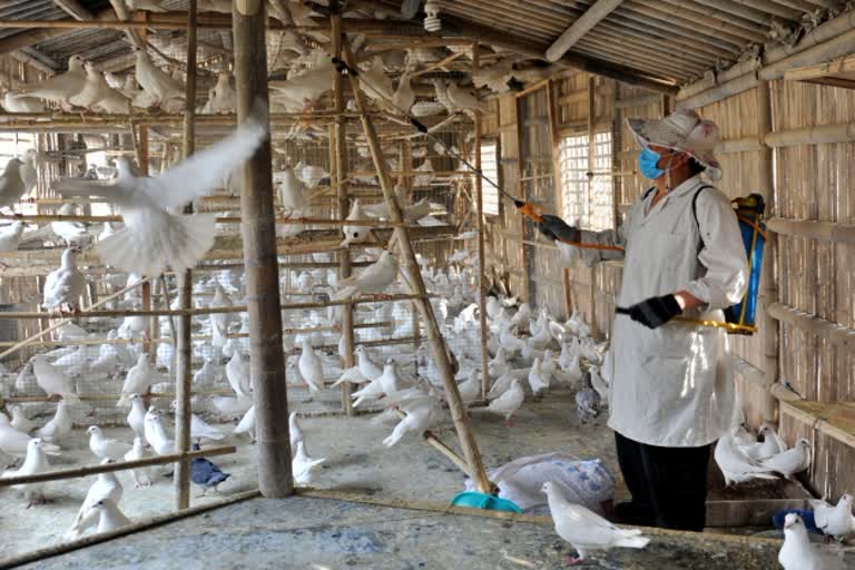 bird-flu-in-china