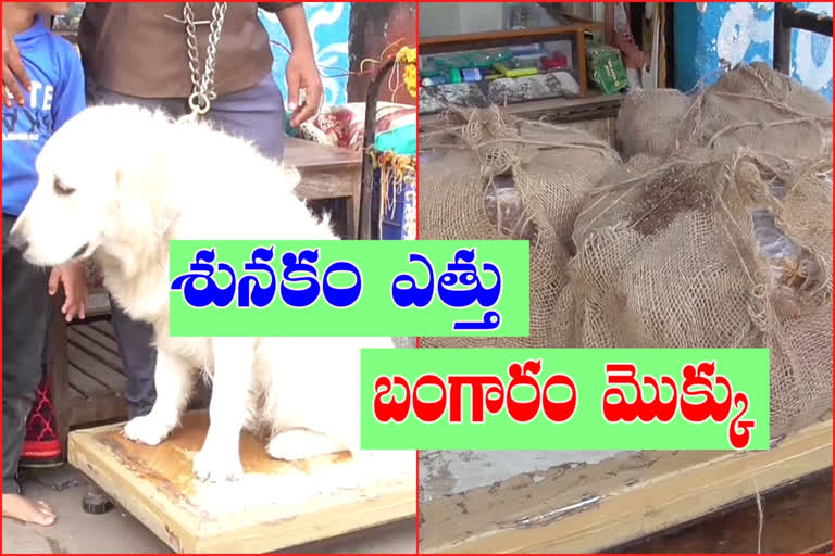 Dog height is gold for the gods at godavarikhani