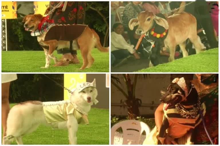 Dressed up pets take part in Chennai Pet Fashion Show