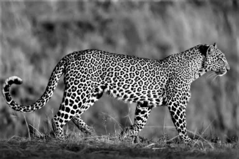 Leopard roaming near dam area கன்னியாகுமரி சிறுத்துதை நடமாட்டம் நாகர்கோவில் சிறுத்துதை நடமாட்டம் முக்கடல் அணை பகுதியில் சிறுத்துதை நடமாட்டம் Kanniyakumari Leopard roaming Nagercoil Leopard roaming Leopard roaming Mookadal Dam Leopard roaming