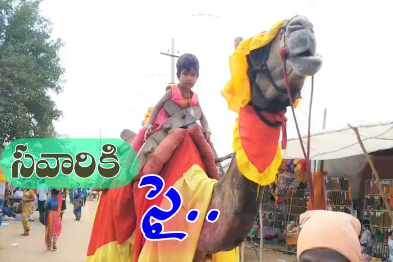 మేడారంలో ఒంటేల సందడి.. ఆనందంలో చిన్నారులు