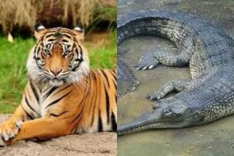 MP got the status of Alligator  State after Tiger State