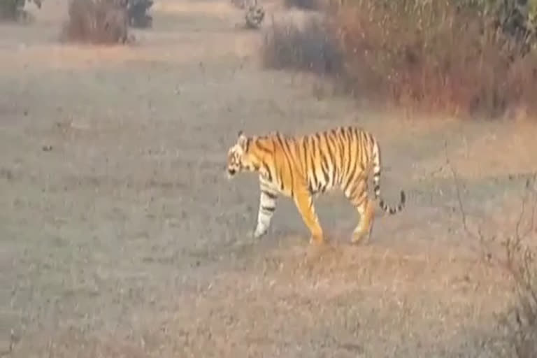 tigress gave birth to eight cubs