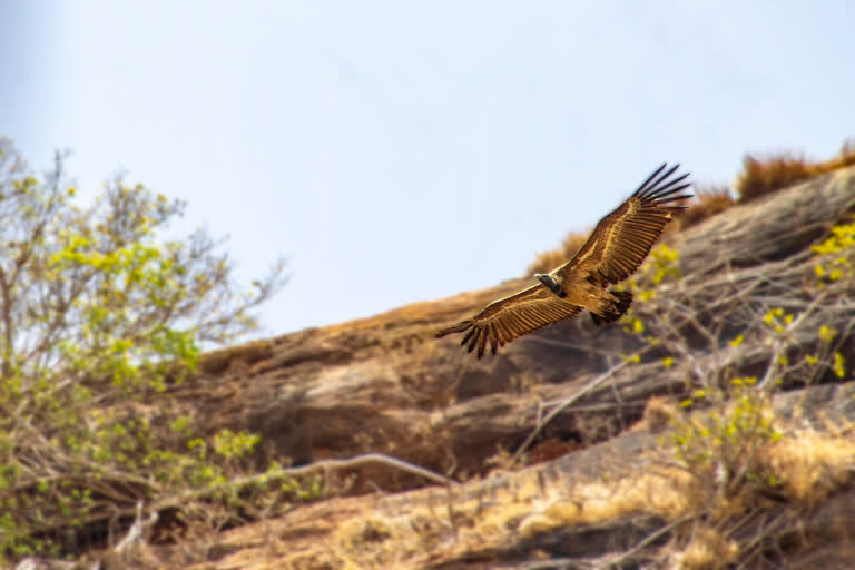 Indian Long Billed Vulture, Indian Long Billed Vulture discovered, Indian Long Billed Vulture discovered in Gajendragad Hill, ರಣಹದ್ದುಗಳು ಪತ್ತೆ, ರಣಹದ್ದುಗಳು ಗಜೇಂದ್ರಗಡ ಬೆಟ್ಟದಲ್ಲಿ ಪತ್ತೆ, ಅಳಿವಿನಂಚಿನಲ್ಲಿರುವ ರಣಹದ್ದುಗಳು ಗಜೇಂದ್ರಗಡ ಬೆಟ್ಟದಲ್ಲಿ ಪತ್ತೆ,