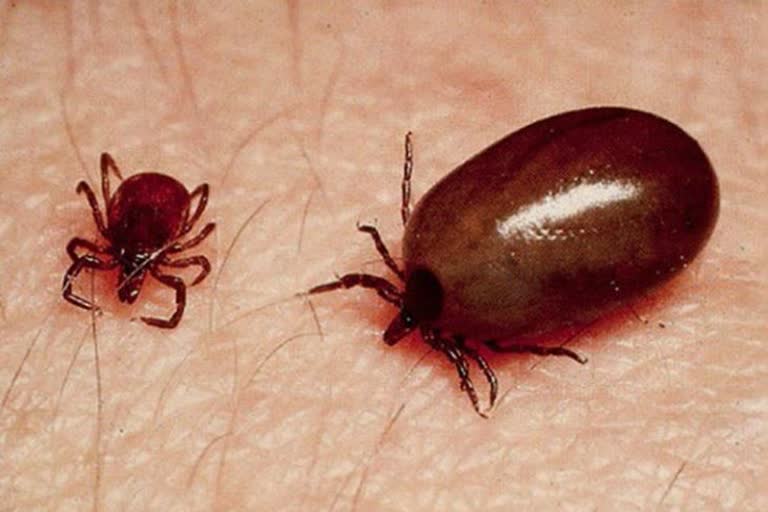 Two cases of scrub typhus positive in Chamba