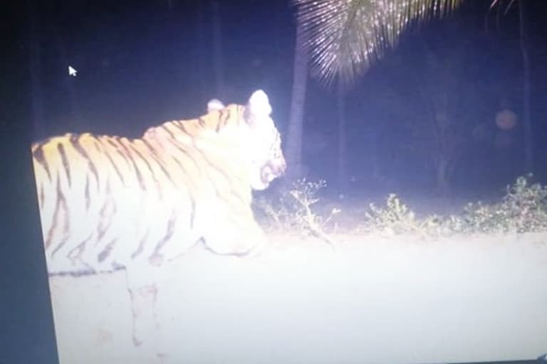 kovai-at-pollachi-farmers-threatened-tiger-footage-caught-in-automatic-camera