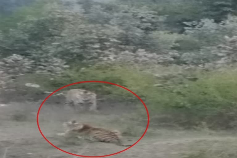 A tiger couple is seen on the roadside in Majhgawan of Satna