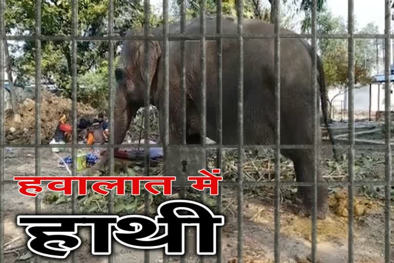 Elephant thrown in lockup in gotegao nrsinghpur