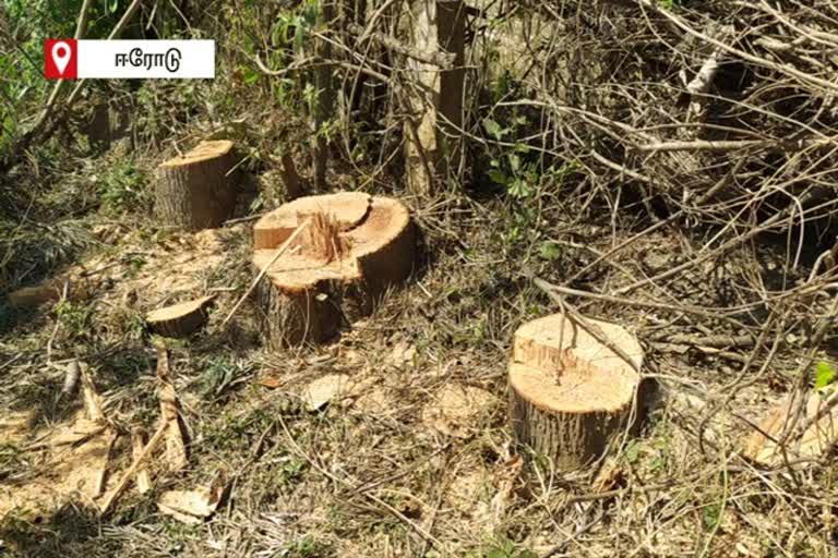 erode-at-thalamalai-kodipuram-rs-3-lakh-worth-silver-oak-tree-has-been-trafficked