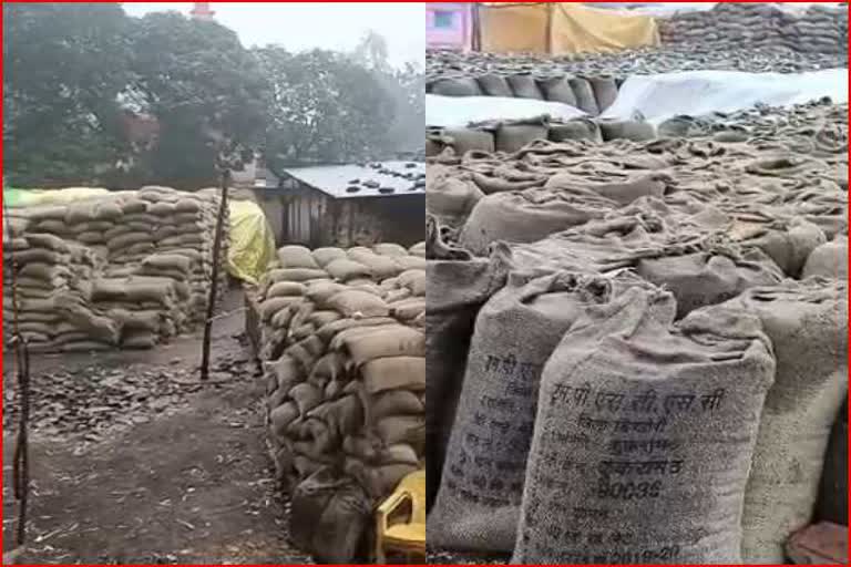 thousands of quintals of paddy soaked in rain