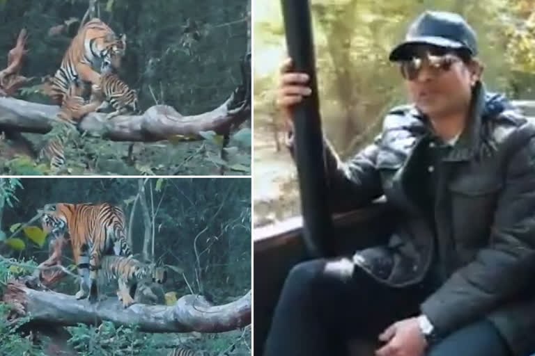 Sachin Tendulkar Shares Video From Visit to Tadoba Andhari Tiger Reserve