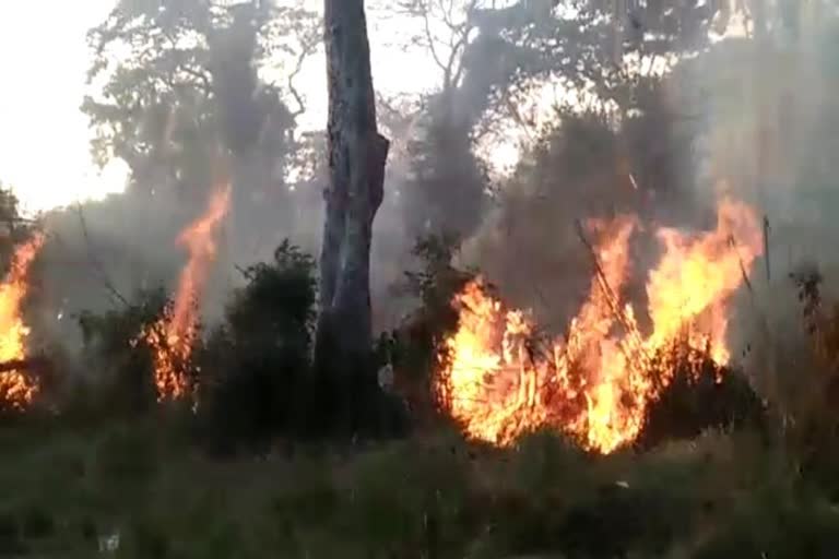 वाल्मीकि टाइगर रिजर्व की जंगलों में लगी आग