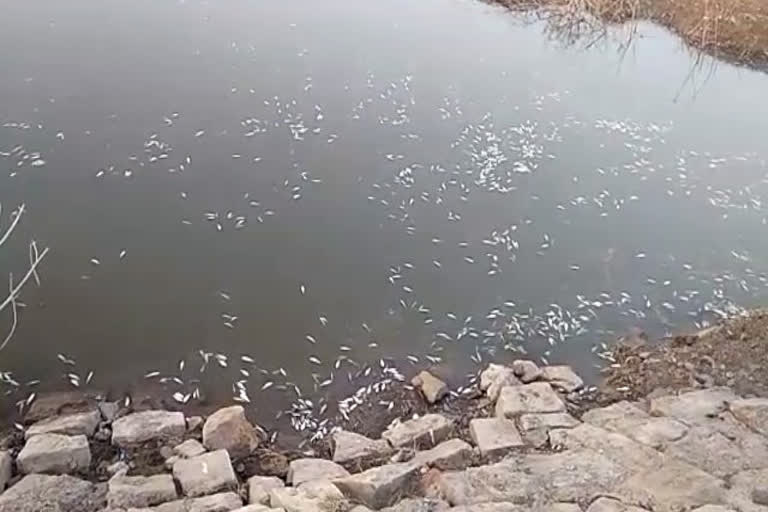 Countless fish died in Gandisagar pond of Mandsaur