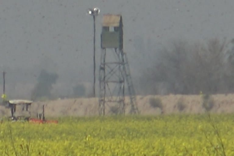 locust attack in village border areas